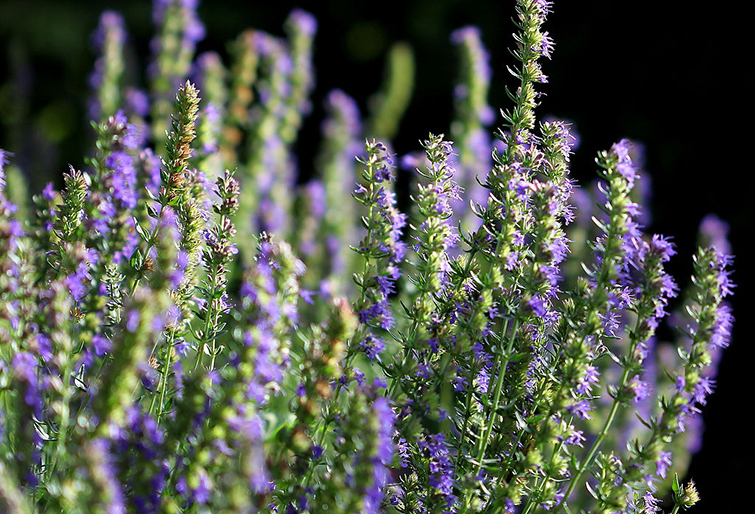 Hyssop-1024px-Hyssopus_officinalis_HC2.jpg