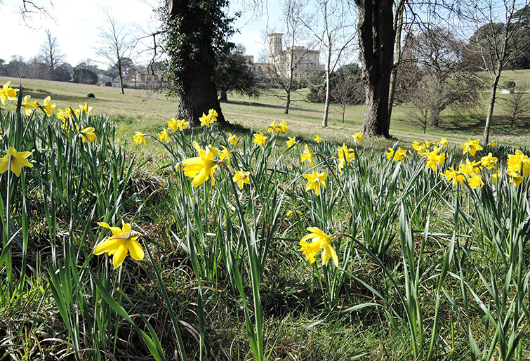 Daffodil-King-Alfred-Osborne.jpg