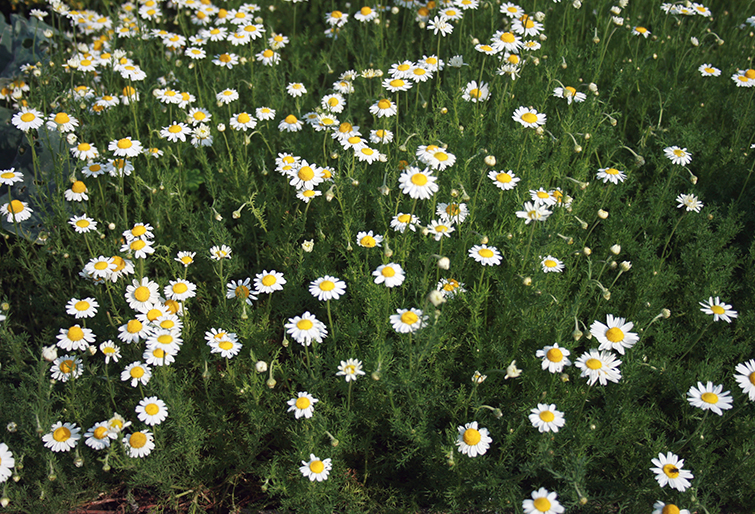 Chamomile-Anthemis_nobilis_prg_1.jpg