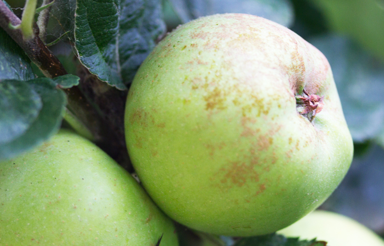 Victorian Apple Harvest at Audley End English Heritage