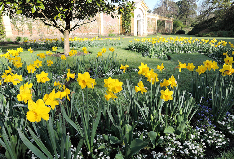 Daffidil-St-Keverne-2016.jpg