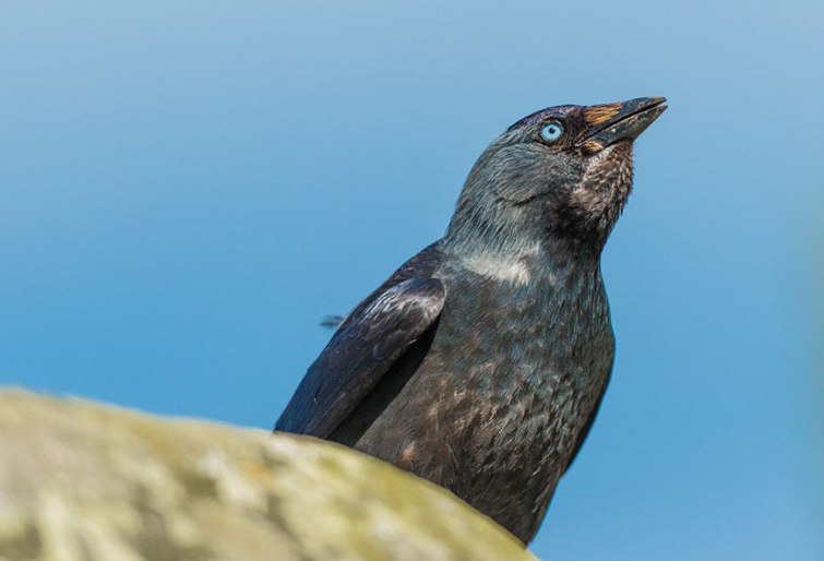 jackdaw-3-andre-pattenden.jpg