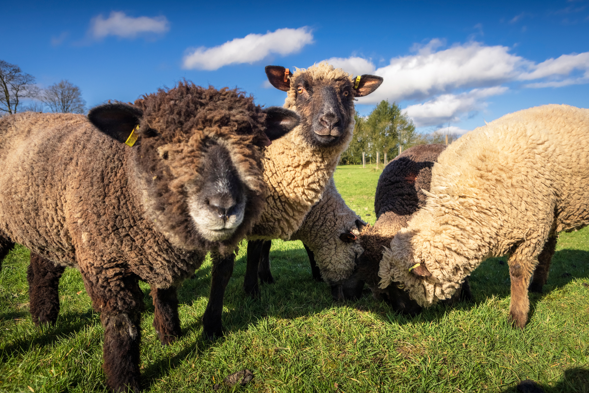 FARM ANIMALS AT BOSCOBEL HOUSE