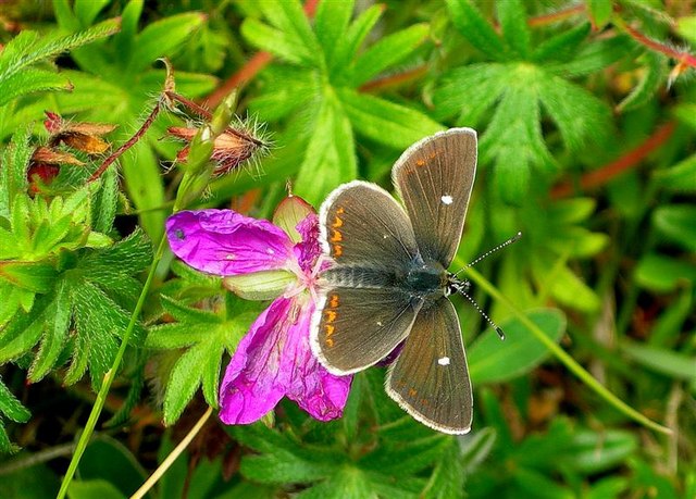'B-LINES' - INSECT PATHWAYS