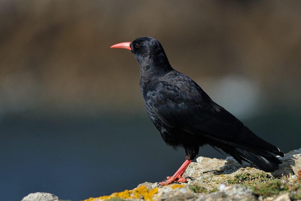 REINTRODUCING CHOUGHS