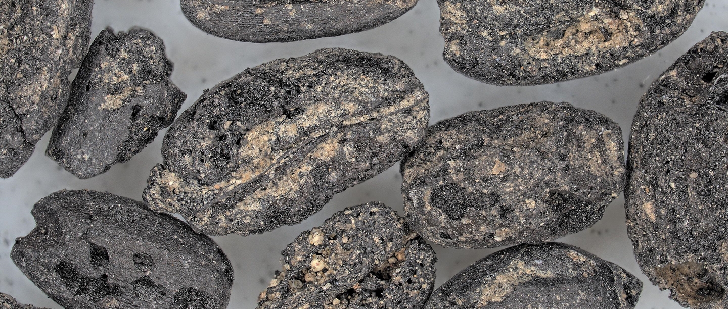 Magnified view of burnt cereal grains found near Lullingstone Roman Villa in the granary.