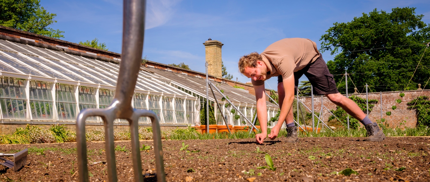 Image: gardener planting in Osborne's Walled Garden