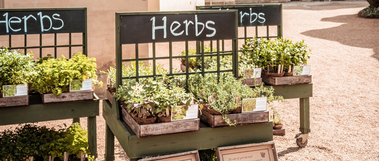 Image: plants on stands with signs saying herbs