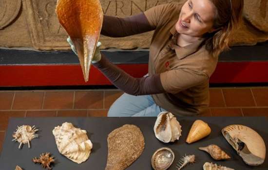 Photo of an English Heritage curator holding up a large shell