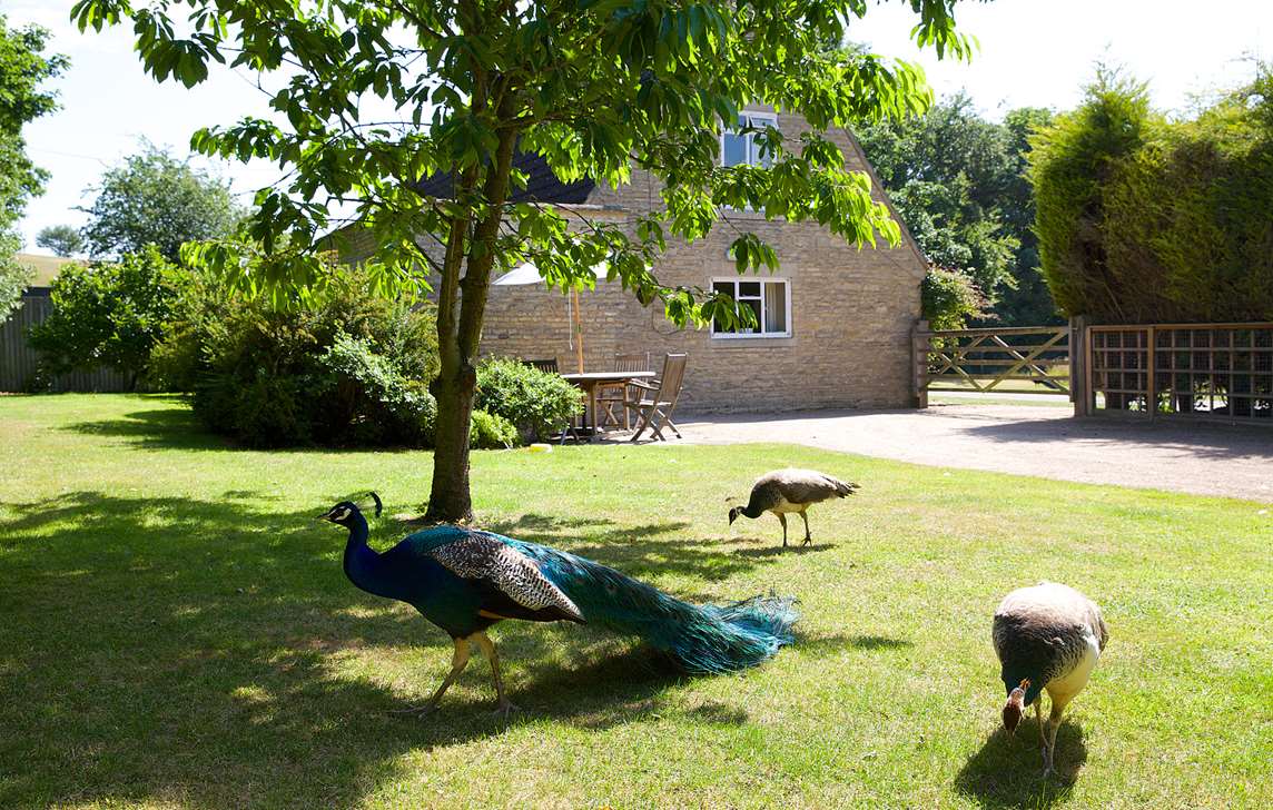 Garden with outdoor seating area Garden with outdoor seating area