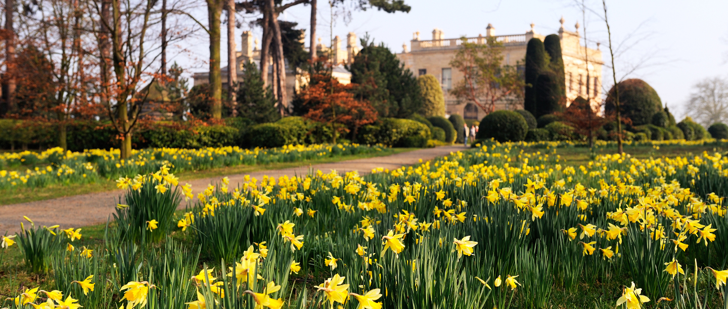 An image of a field of daffodils in front of a large stately home.