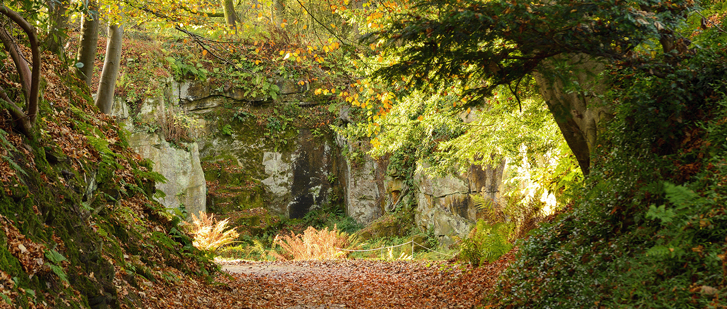 Photo of autumn colours in the Quarry Garden at Belsay Hall, Castle and Gardens in Northumberland