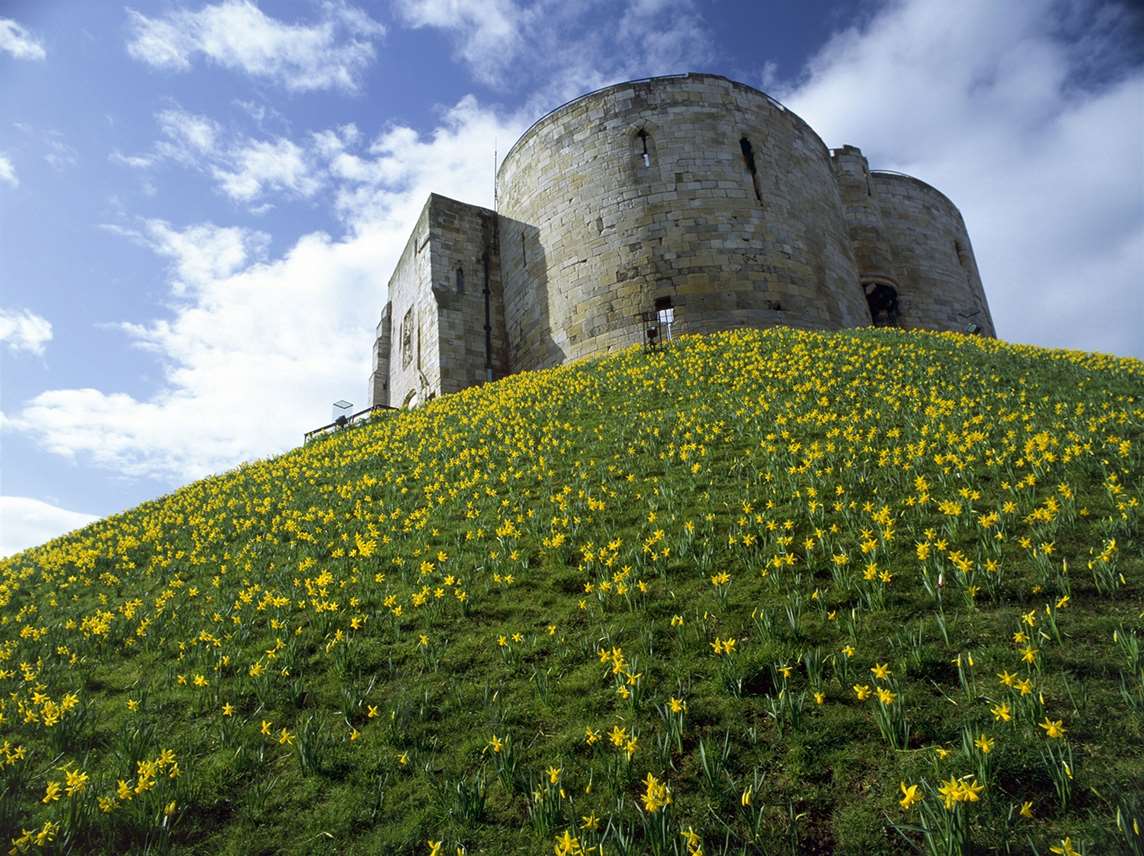 Clifford's Tower with daffodils flowering in the spring Clifford's Tower with daffodils flowering in the spring