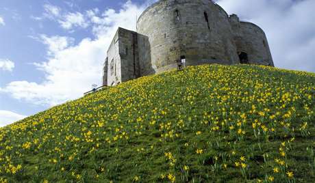 Clifford's Tower with daffodils flowering in the spring Clifford's Tower with daffodils flowering in the spring