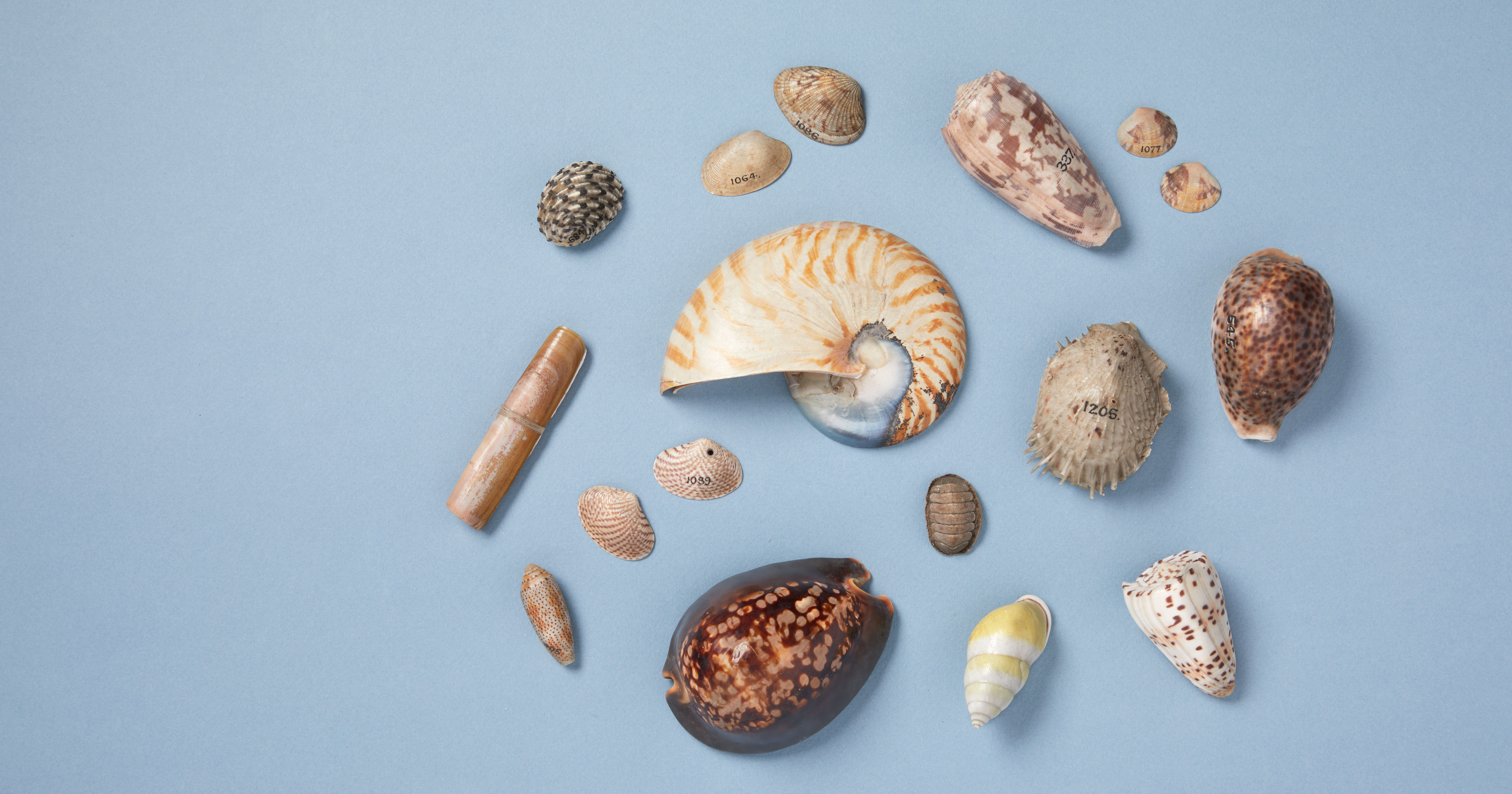 Shells Fishkill Bridget Atkinson’s Shells | English Heritage