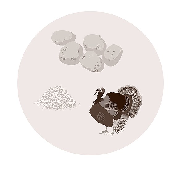 Types of food available in the Tudor period