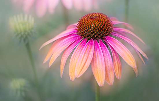 Photo of flowers Photo of flowers