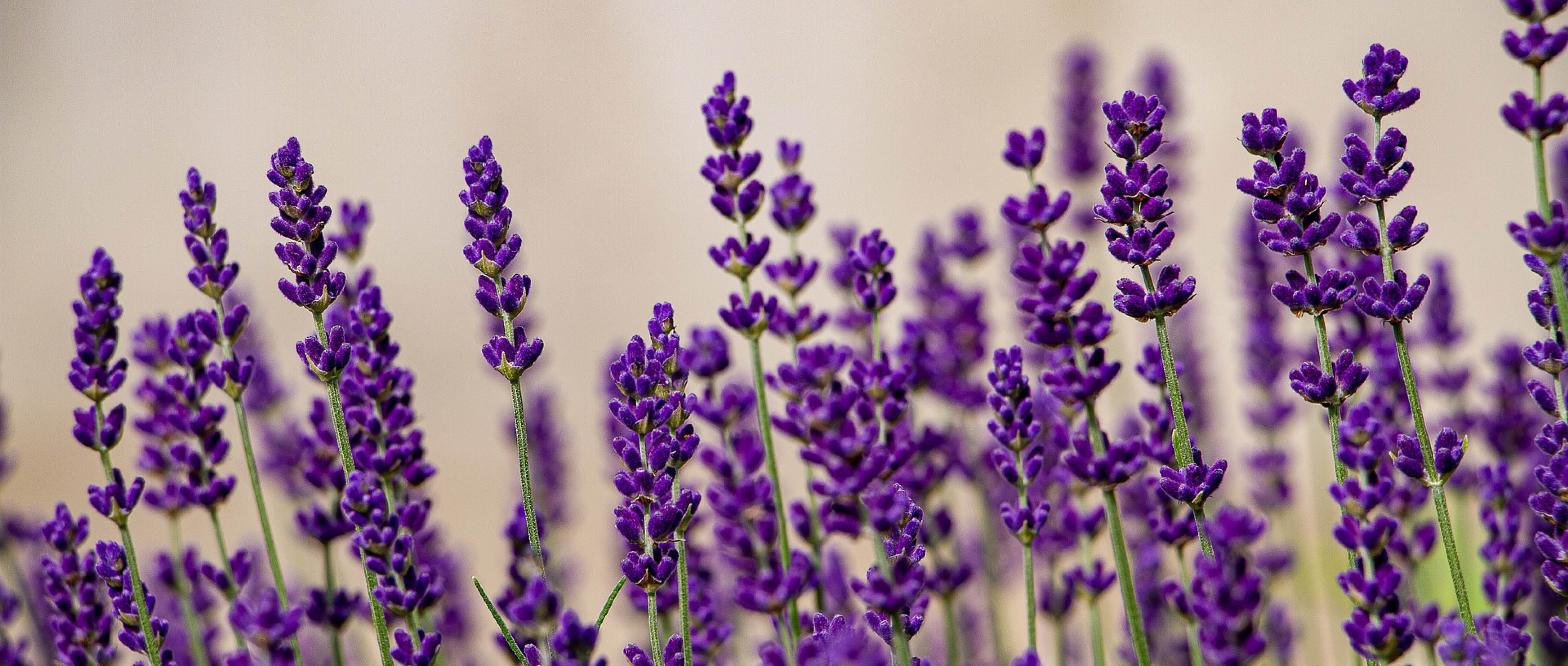Lavender: Distrust
