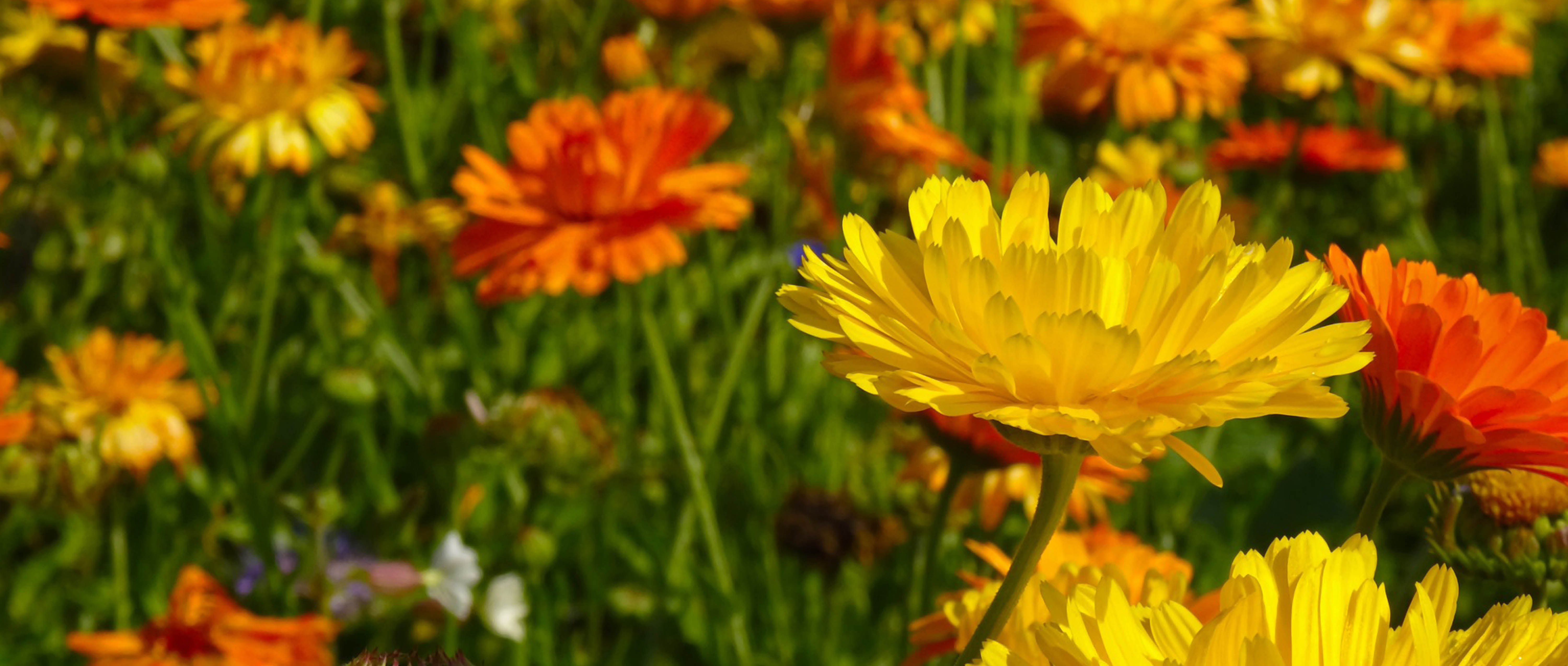 Marigold: Despair or Jealousy 