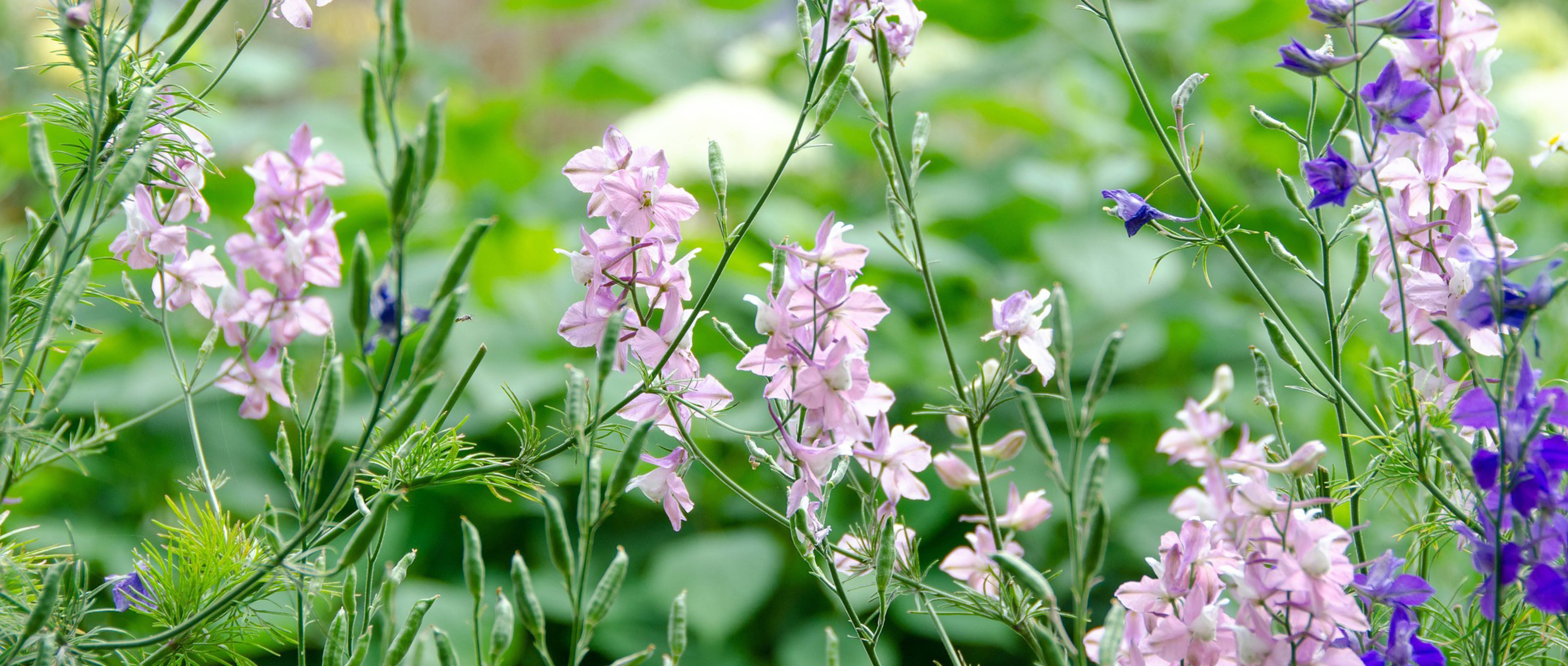 Pink Larkspur: Fickleness 