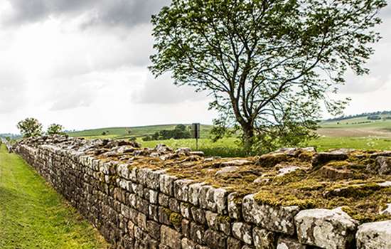 A tree stands next to a low stone wall (Hadrian's Wall) that leads off into the distance A tree stands next to a low stone wall (Hadrian's Wall) that leads off into the distance