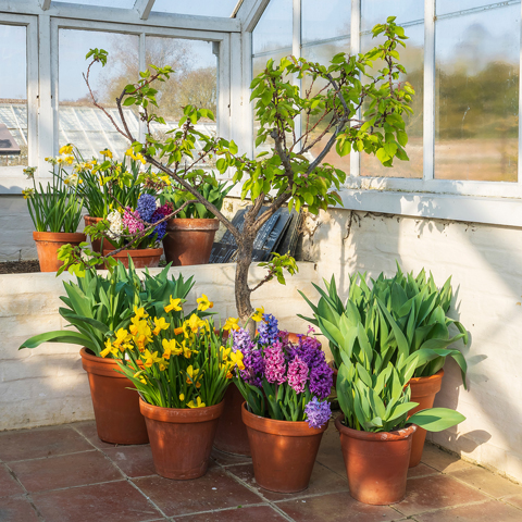A variety of brightly coloured potted flowers in a greenhouse at Audley End.