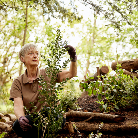 A gardener in English Heritage uniform tends to a small tree in the wooded area at Marble Hill.