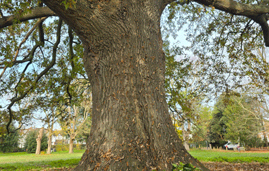 A large tree with wreaths of poppies laid out for Remembrance Day. A large tree with wreaths of poppies laid out for Remembrance Day.