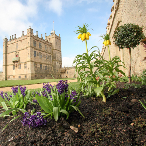 A close-up of a variety of purple and yellow flowers in the gardens at Bolsover Castle, with view of the stone tower in the background.