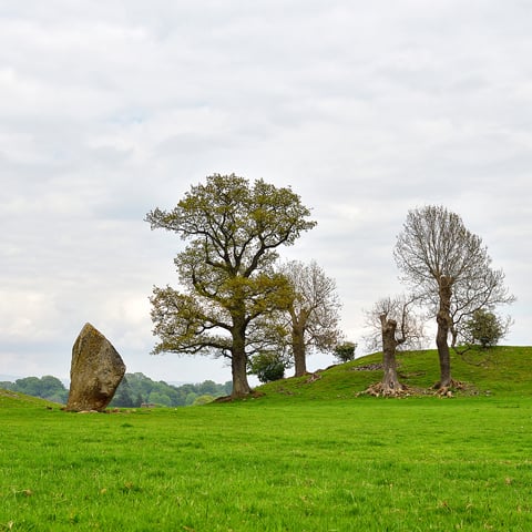 A view of Mayburgh Henge next to some trees.