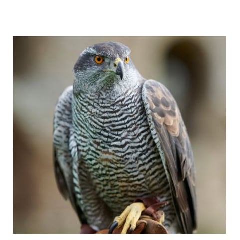 A close-up view of a bird perched on someone's hand