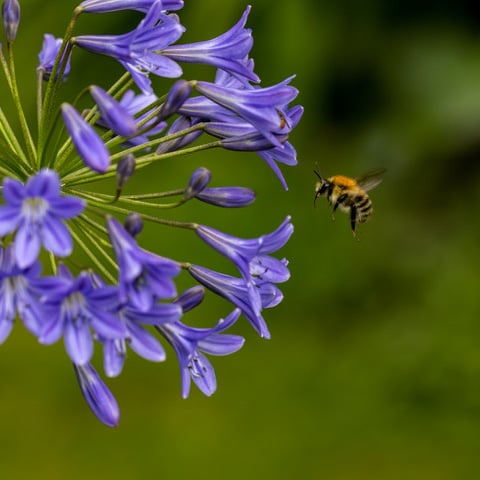 A close up view of a bumble bee flying towards a purple flower.