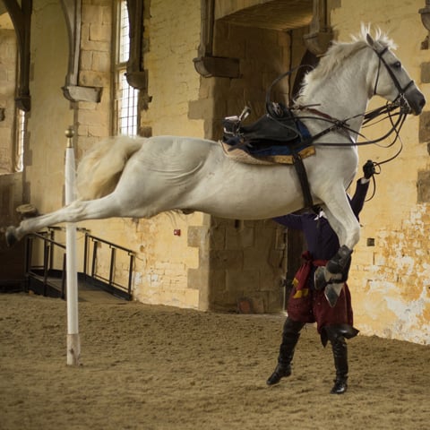 A white horse jumps in the air.